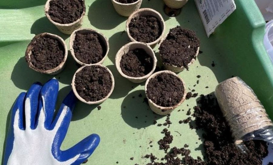 A tray with several small pots filled with soil, a pair of gardening gloves, and some spilled soil.